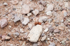 Pogonomyrmex maricopa