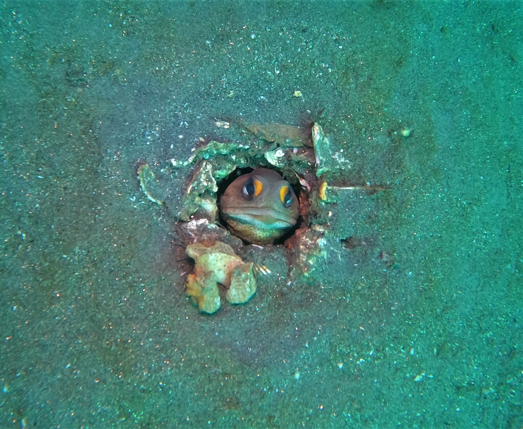 Finespotted jawfish