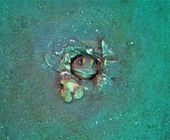 Finespotted Jawfish photo 4