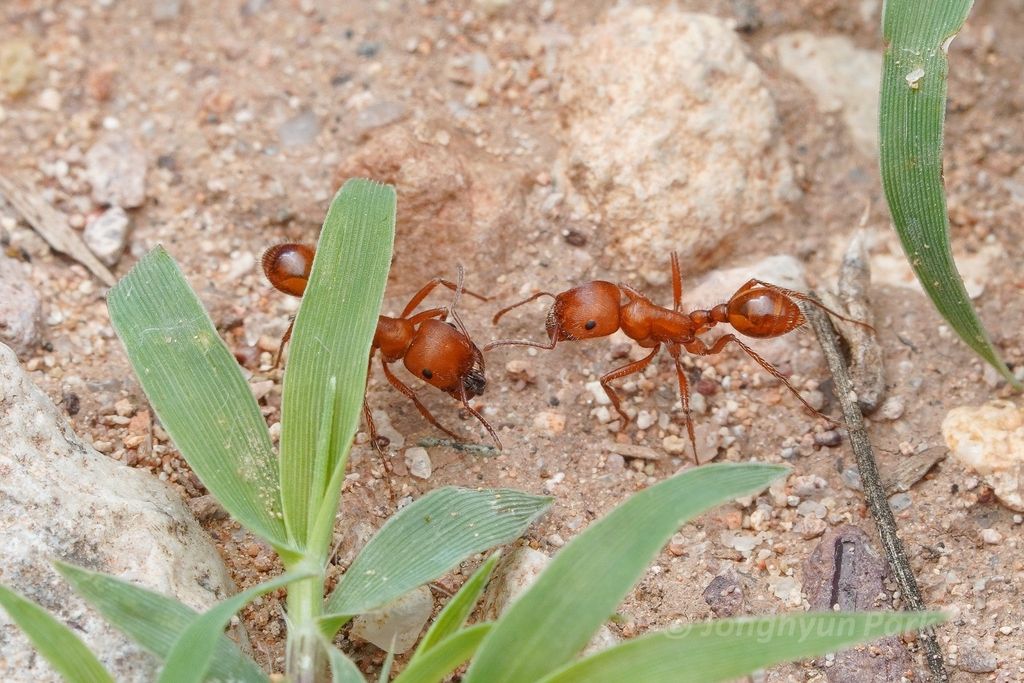Maricopa harvester ant