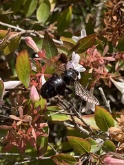 Xylocopa californica