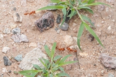 Pogonomyrmex maricopa