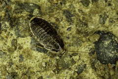 Epilamprinae