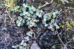 Atriplex buchananii