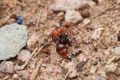 Pogonomyrmex maricopa
