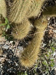 Cactoideae