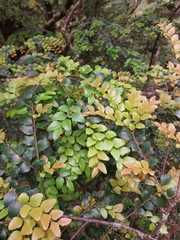 Nothofagus cunninghamii