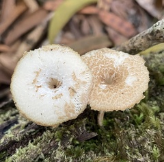 Lentinus arcularius
