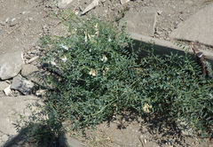 Vicia costata