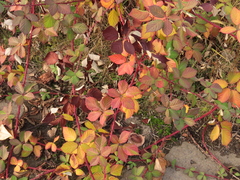 Rubus bifrons