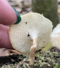 Lentinus arcularius