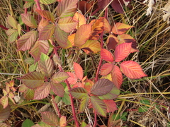 Rubus bifrons