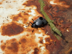 Cypherotylus debauvei
