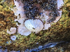 Fissurella costata
