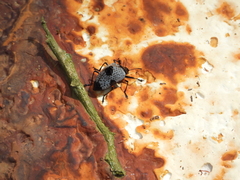 Cypherotylus debauvei
