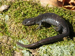 Ambystoma 'unisexual complex'