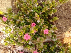 Barleria repens