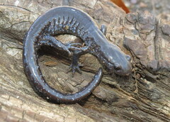 Ambystoma 'unisexual complex'