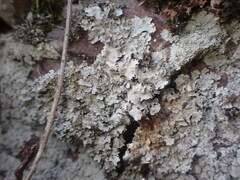 Punctelia graminicola