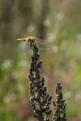 Erythrodiplax corallina