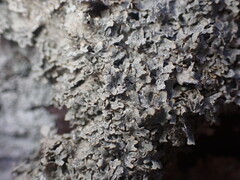 Punctelia graminicola