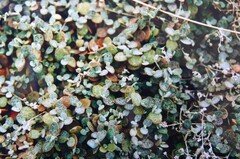 Atriplex buchananii