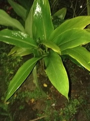 Curcuma longa