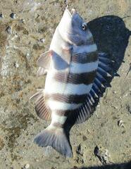 Archosargus probatocephalus