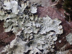 Punctelia graminicola