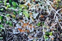 Atriplex buchananii