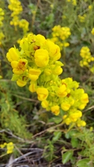 Calceolaria thyrsiflora
