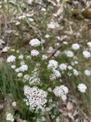 Platysace lanceolata