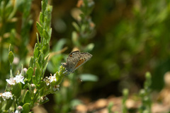 Pseudolucia chilensis