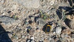 Trichoptilium incisum