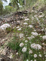 Platysace lanceolata