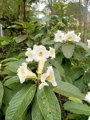 Rhododendron