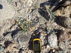 Trichoptilium incisum