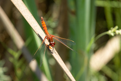 Erythrodiplax corallina