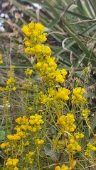 Calceolaria thyrsiflora
