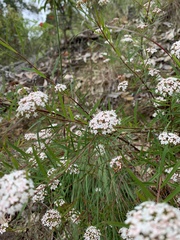 Platysace lanceolata
