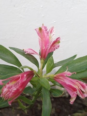 Alstroemeria