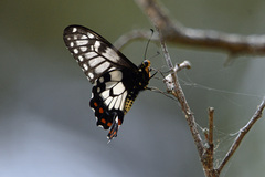 Papilio anactus
