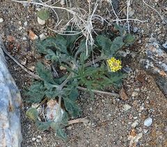 Trichoptilium incisum