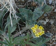 Trichoptilium incisum