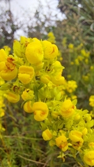 Calceolaria thyrsiflora