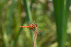 Erythrodiplax corallina