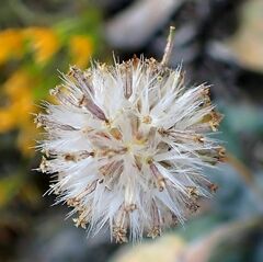 Trichoptilium incisum