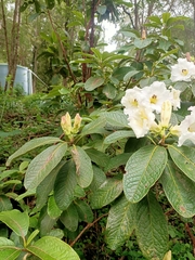 Rhododendron