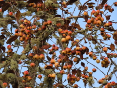Malus × dawsoniana