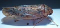 Ponana rubida